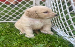 Goldendoodle dogs for sale: Rose - Image 1