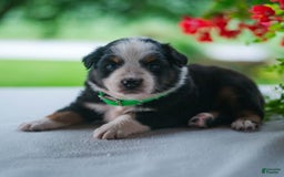 Miniature Australian Shepherd dogs for sale: Tyler - Image 1