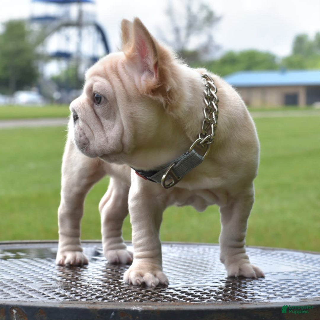 French Bulldog dogs for sale: Rayna Big Rope Velvet Fluffy - Image 76