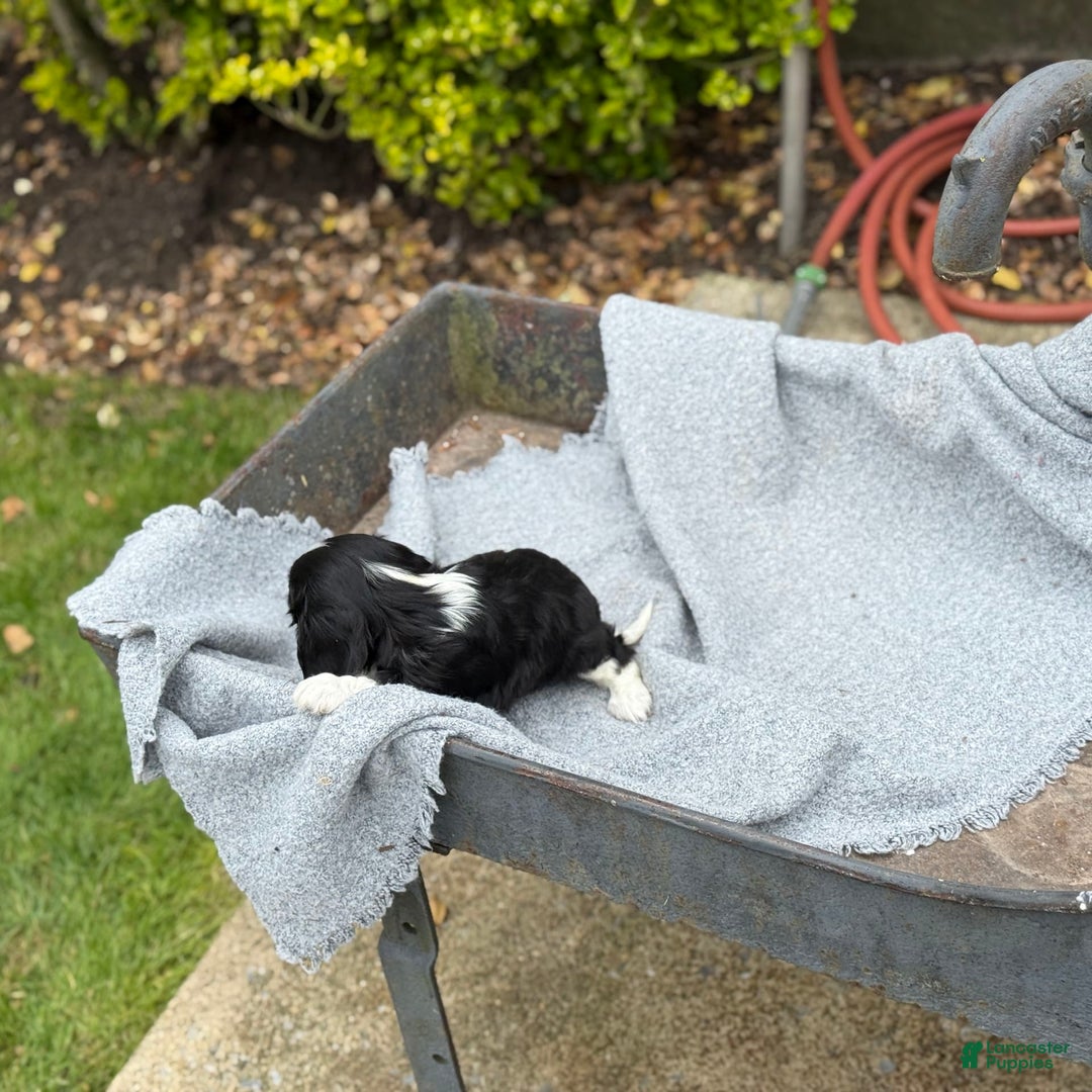 Cavalier King Charles Spaniel dogs for sale: Conny - Image 7