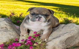 English Bulldog dogs for sale: Groucho - Image 1