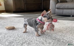 French Bulldog dogs for sale: Nila - Image 21