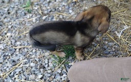 Norwegian Elkhound dogs for sale: Rosie - Image 3