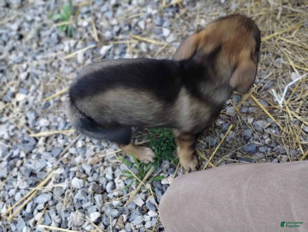 Norwegian Elkhound dogs for sale: Rosie - Image 3