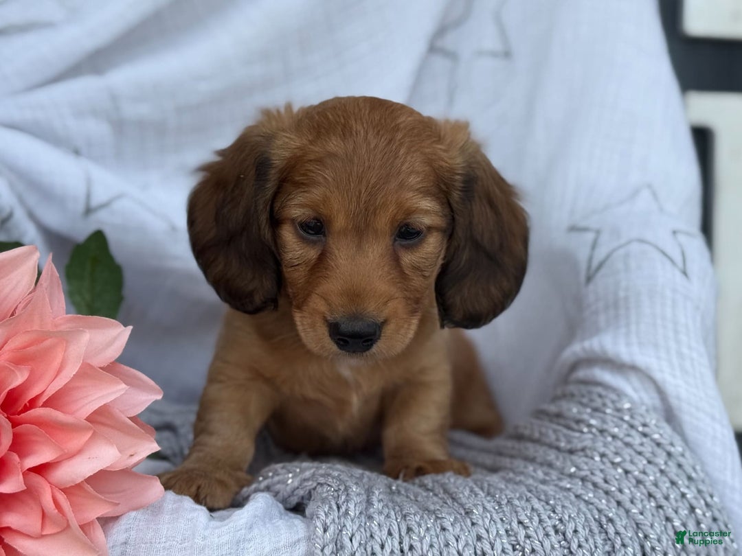 Miniature Dachshund dogs for sale: Buster - Image 2