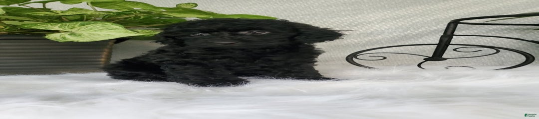 Penni