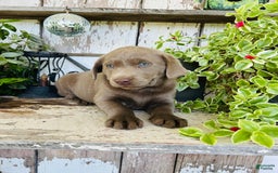Labrador Retriever dogs for sale: Ruby - Image 5