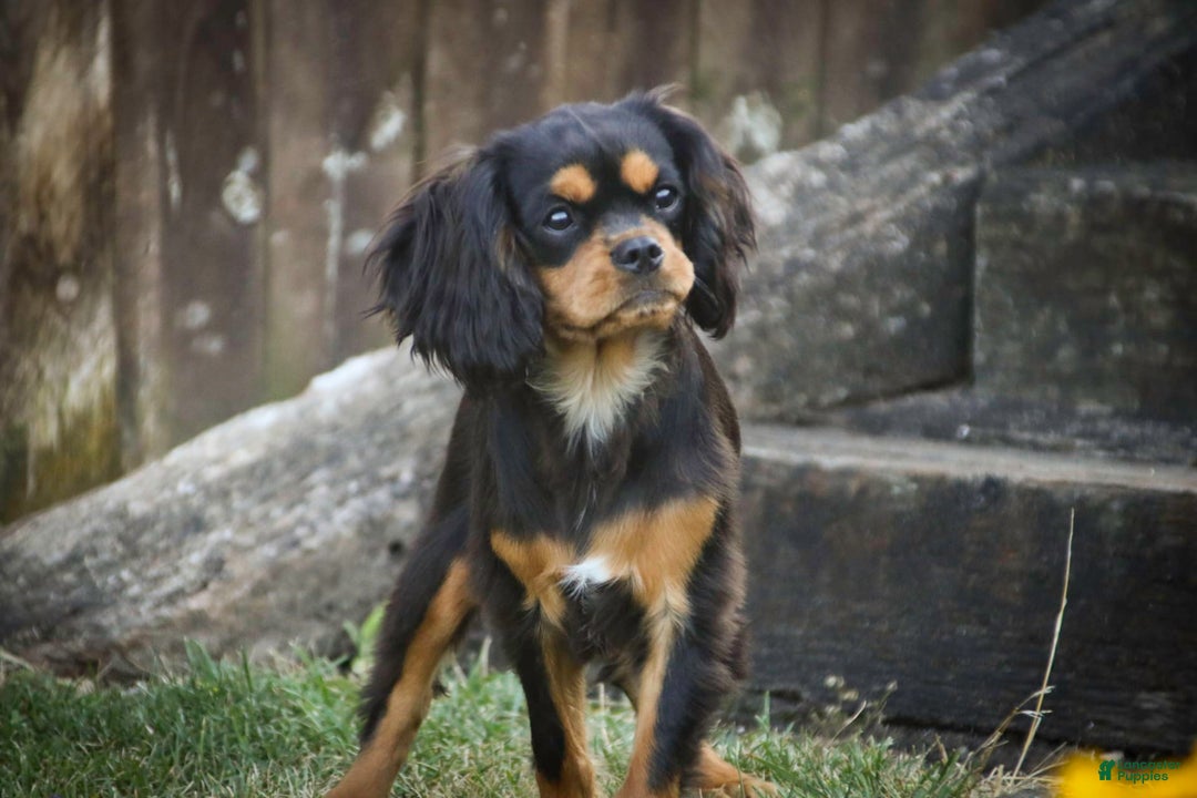 Cavalier King Charles Spaniel dogs for sale: Pluto - Image 6