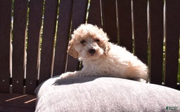 Toy Poodle dogs for sale: Edgar - Image 9