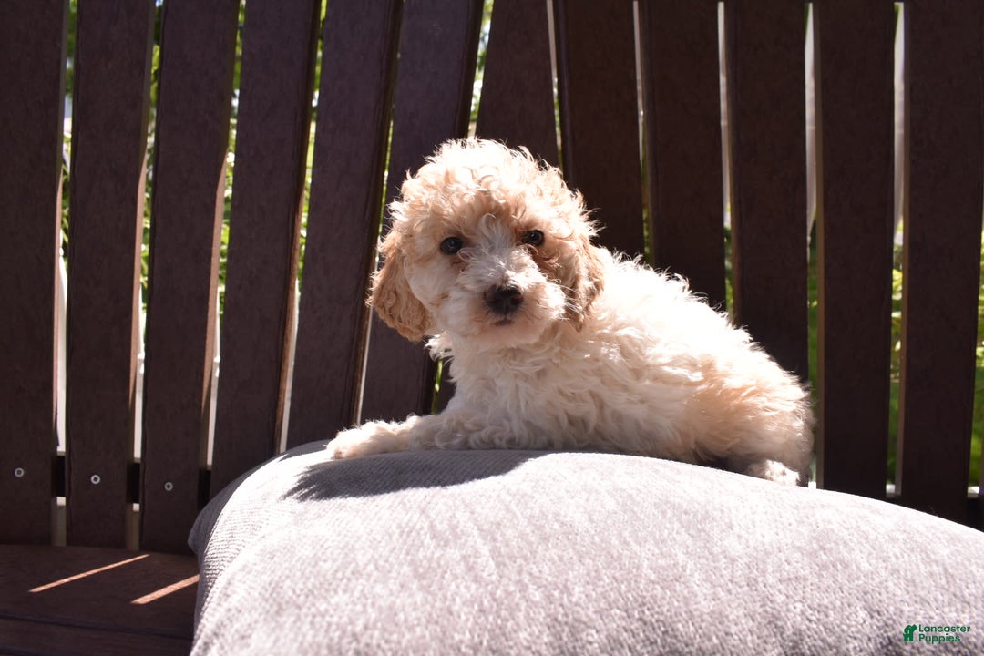 Toy Poodle dogs for sale: Edgar - Image 9