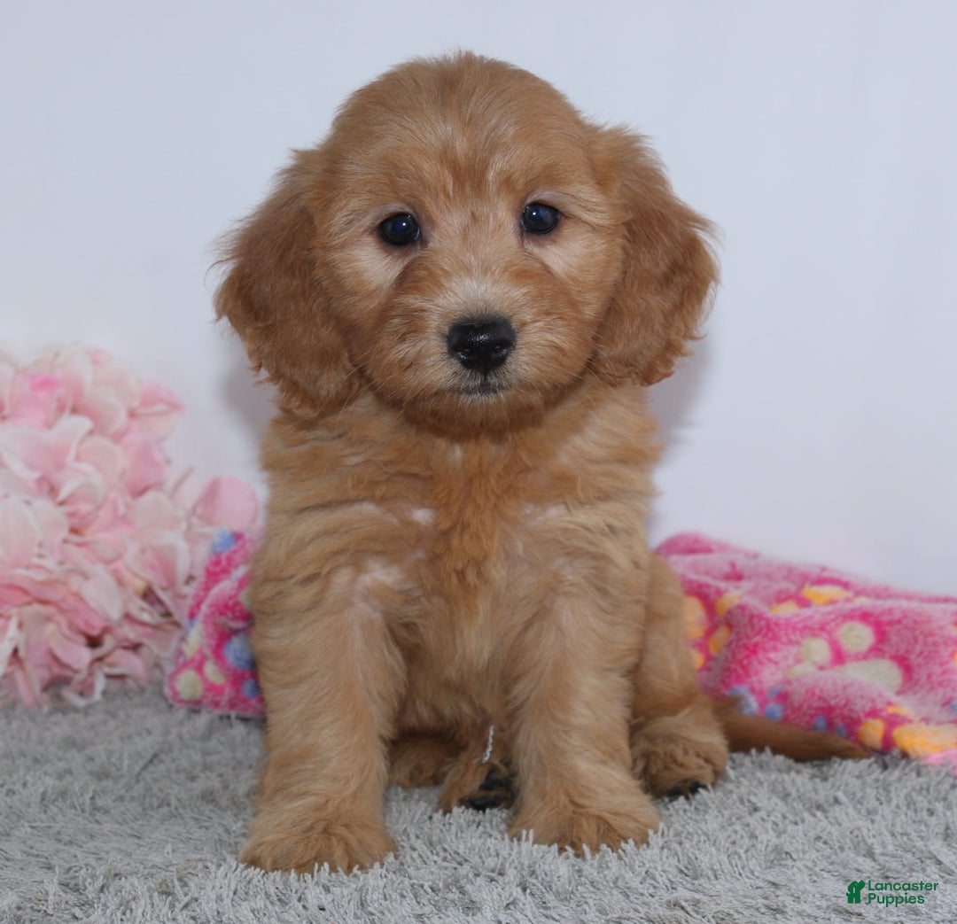 Mini Goldendoodle dogs for sale: Bella - Image 4