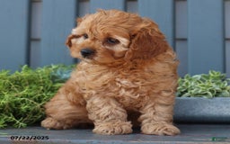 Cavapoo dogs for sale: Mia - Image 2