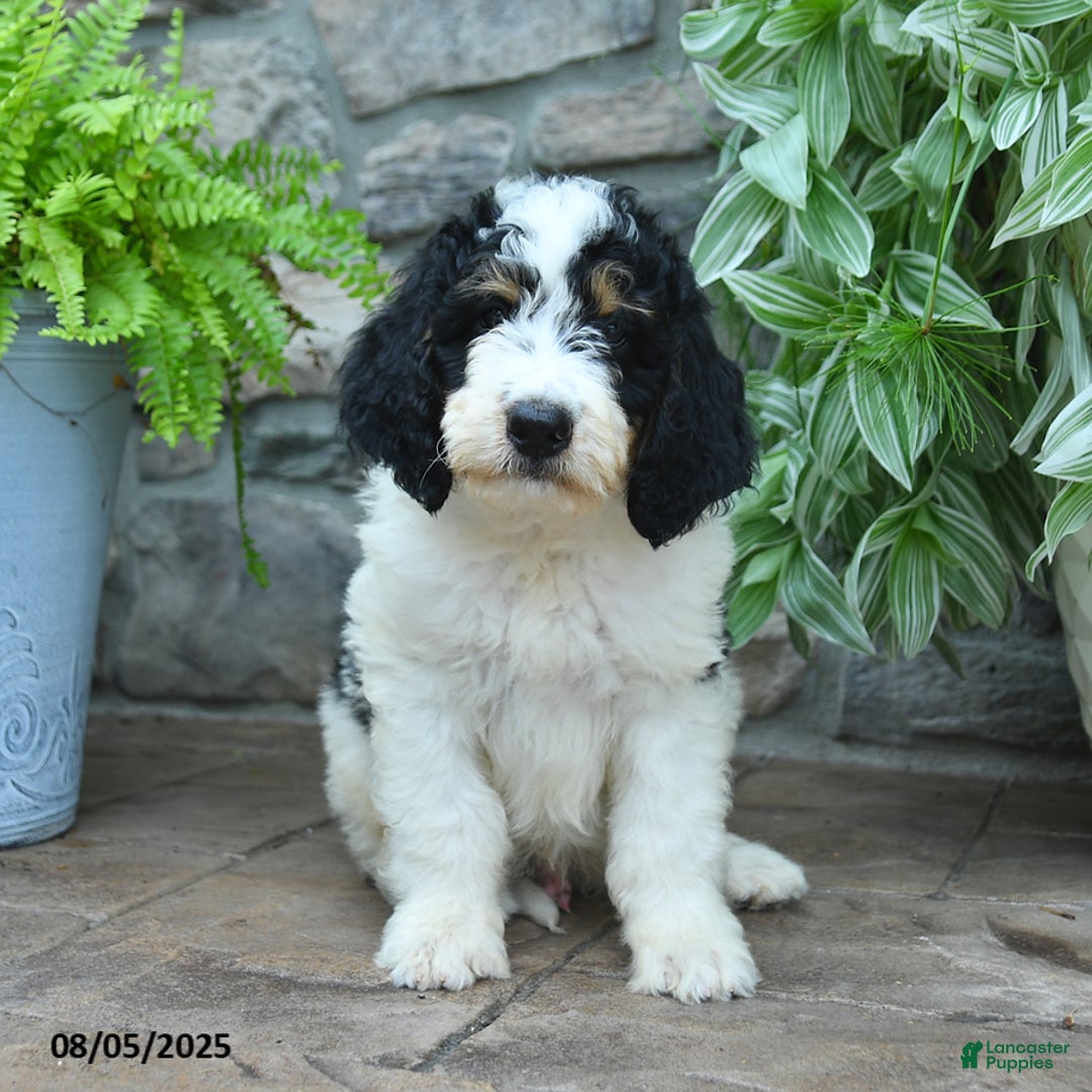 Bernedoodle dogs for sale: Jasper - Image 3