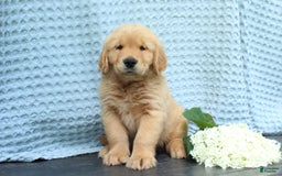 Golden Retriever dogs for sale: Trouble - Image 4