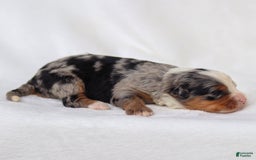 Mini Bernedoodle dogs for sale: Maya - Image 8