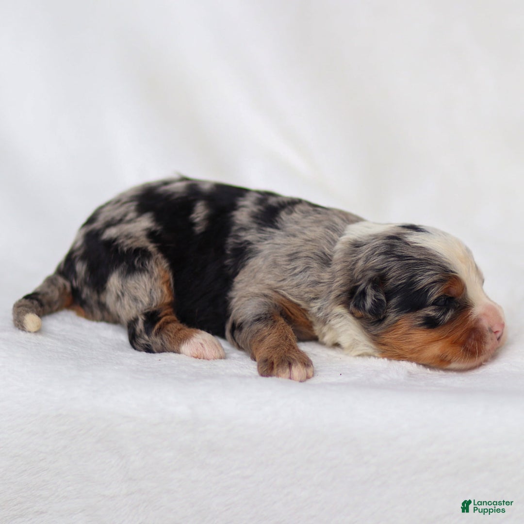 Mini Bernedoodle dogs for sale: Maya - Image 8