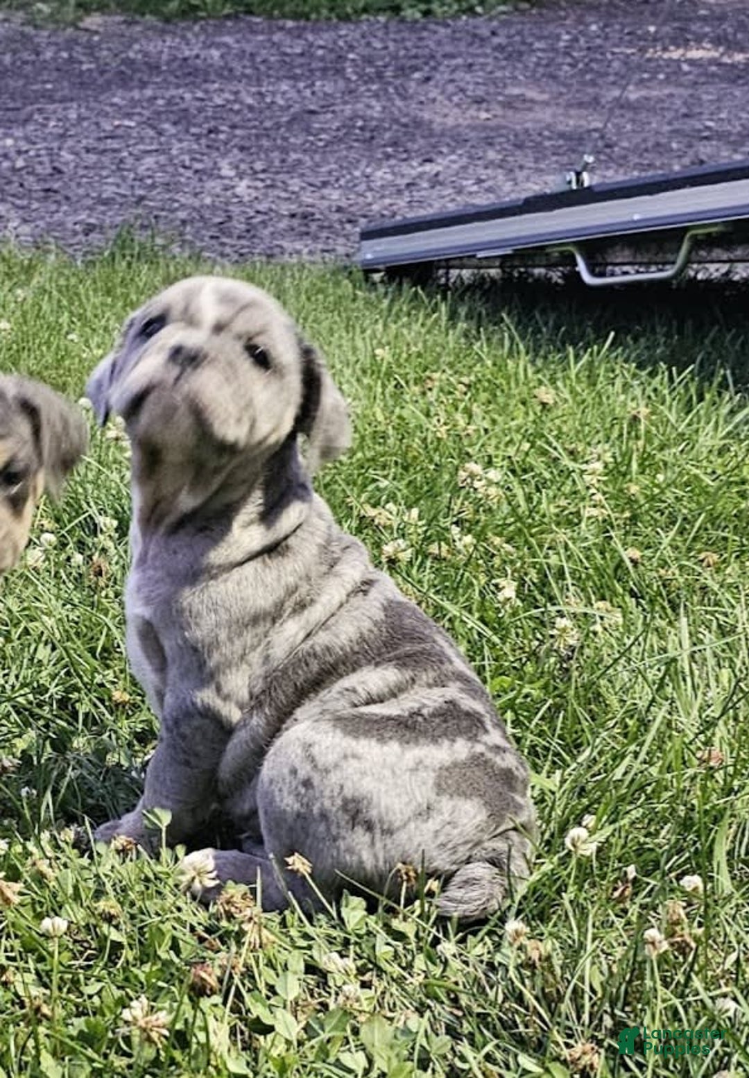 English Bulldog dogs for sale: Silver Filly - Image 2