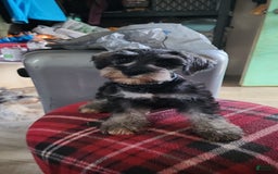 Miniature Schnauzer dogs for sale: Piper - Image 6