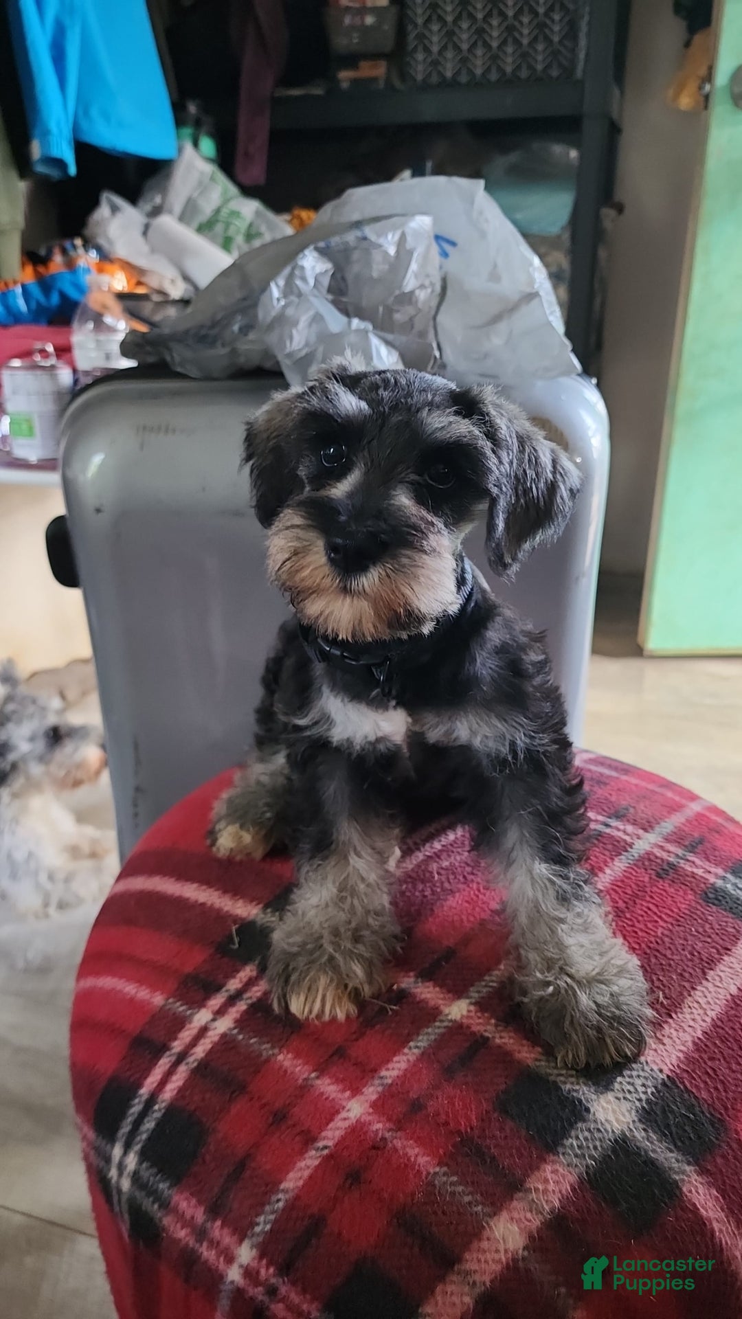 Miniature Schnauzer dogs for sale: Piper - Image 6