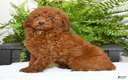 Miniature Poodle dogs for sale: Scotty - Image 12