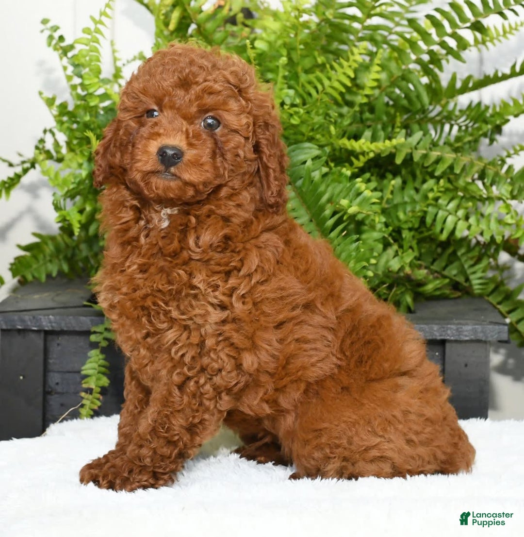 Miniature Poodle dogs for sale: Scotty - Image 12