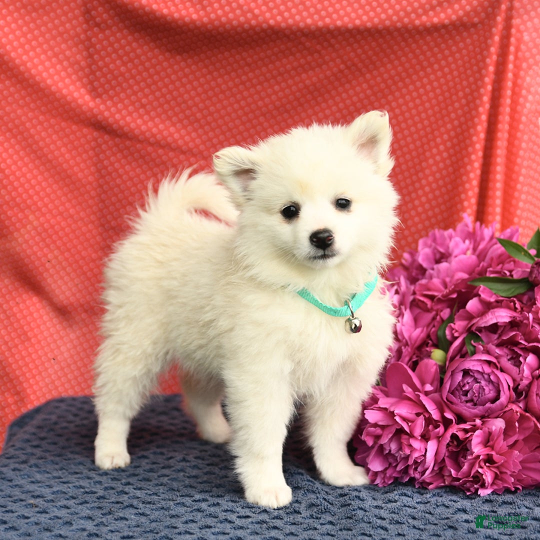 American Eskimo dogs for sale: Muffin - Image 1