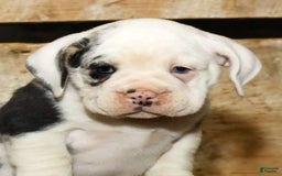 Beabull dogs for sale: Sunny - Image 3