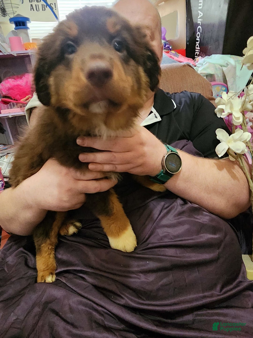 Australian Shepherd dogs for sale: Laura - Image 15