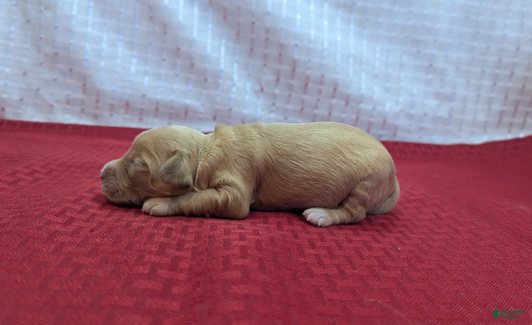 Cockapoo dogs for sale: Stoick - Image 1