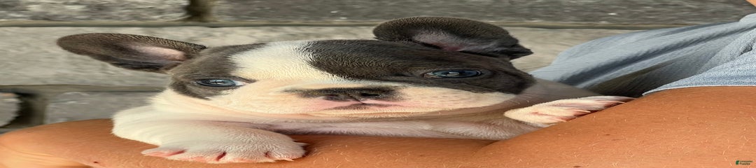 Lando