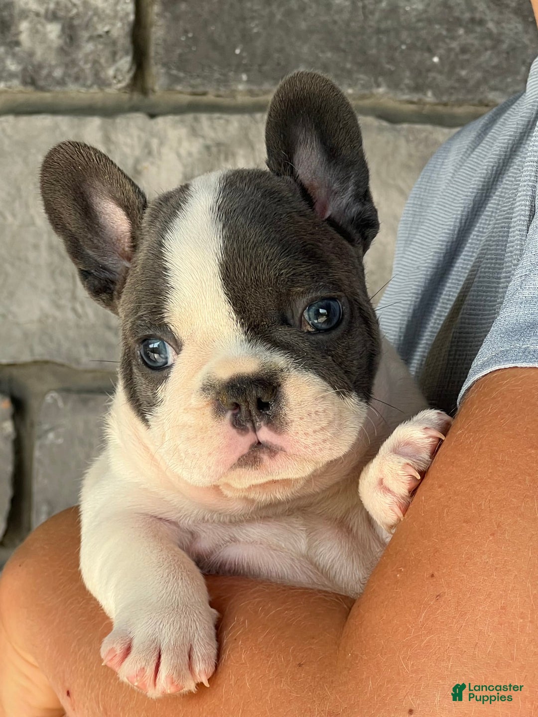 French Bulldog dogs for sale: Lando - Image 1