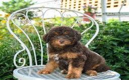 Mini Aussiedoodle dogs for sale: Mocha - Image 3
