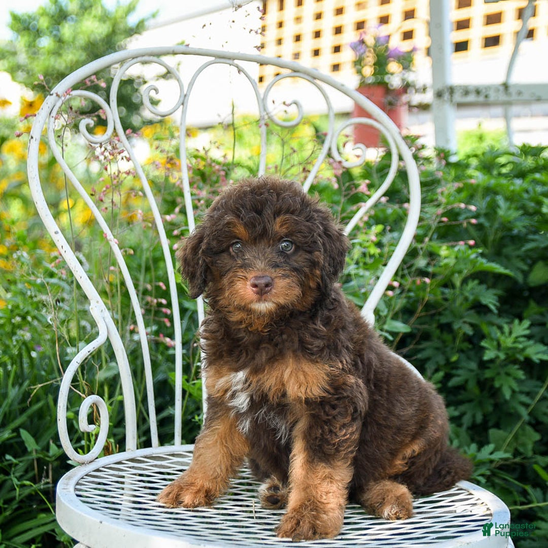 Mini Aussiedoodle dogs for sale: Mocha - Image 3