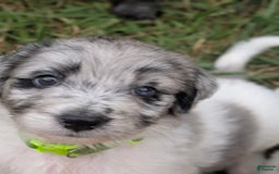Newfypoo dogs for sale: Lime Green Boy - Image 4