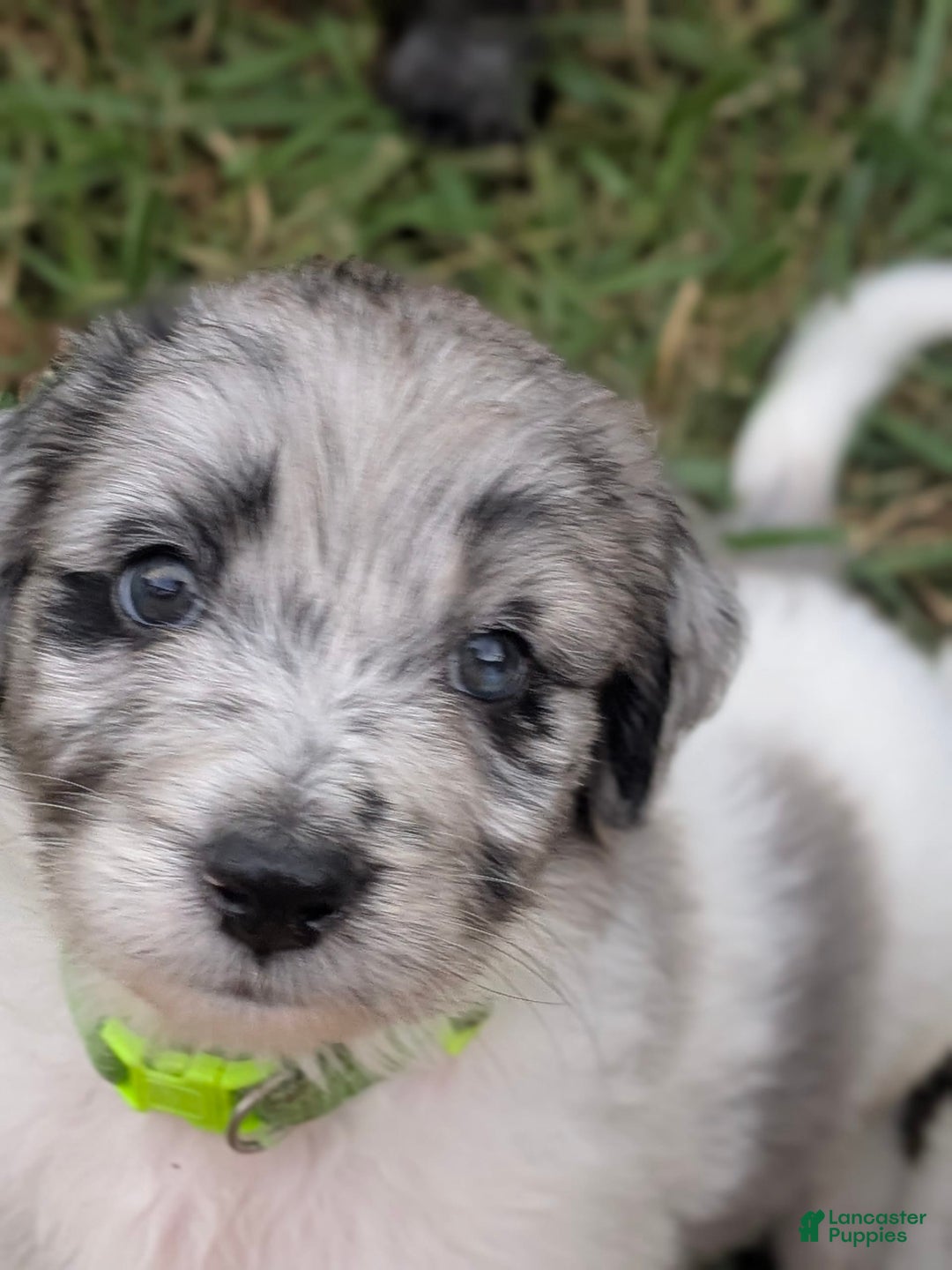 Newfypoo dogs for sale: Lime Green Boy - Image 4