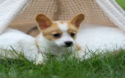 Welsh Corgi Pembroke dogs for sale: Lacey - Image 5