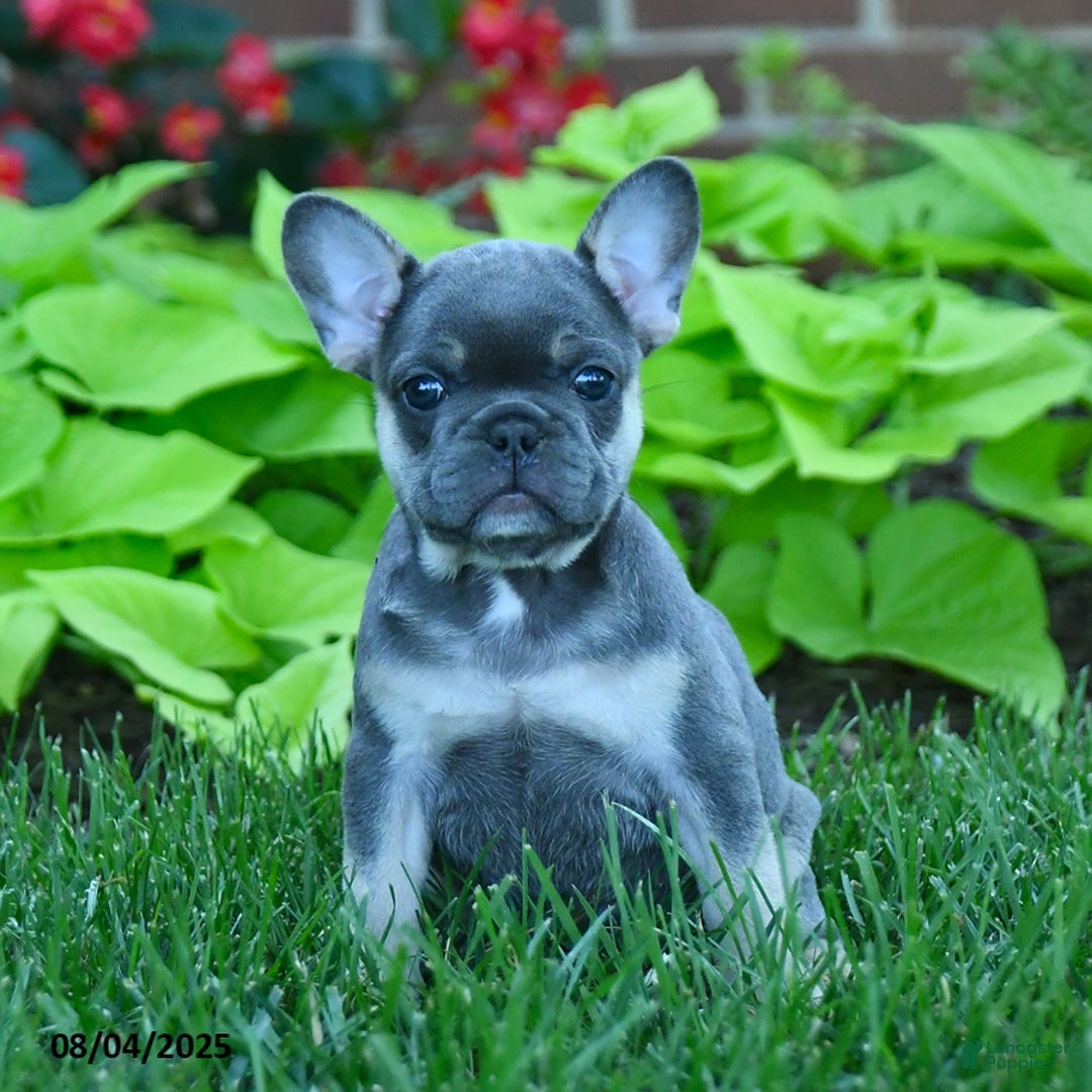 French Bulldog dogs for sale: Faith - Image 5