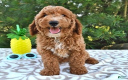 Mini Goldendoodle dogs for sale: Dakota - Image 10