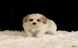 Toy Poodle dogs for sale: Bobby - Image 1
