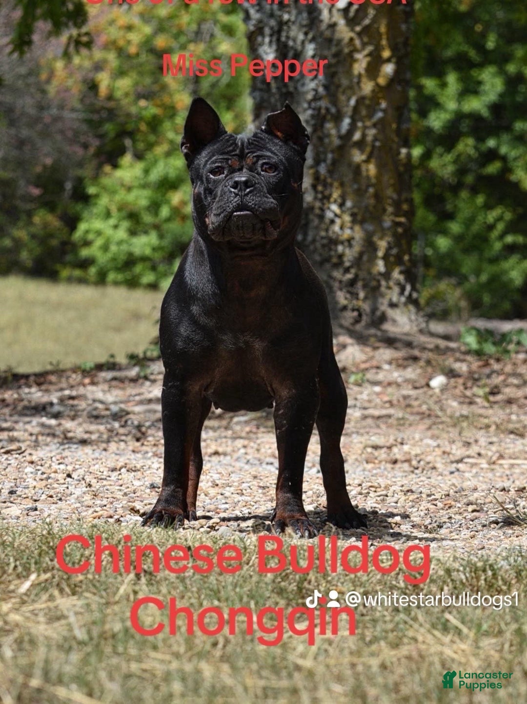 American Bulldog dogs for sale: China - Listing for pets: China, Chongqin - Image 9