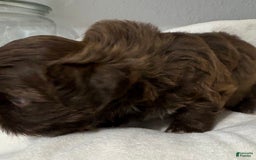 Shih Tzu dogs for sale: Kaylee - Image 27