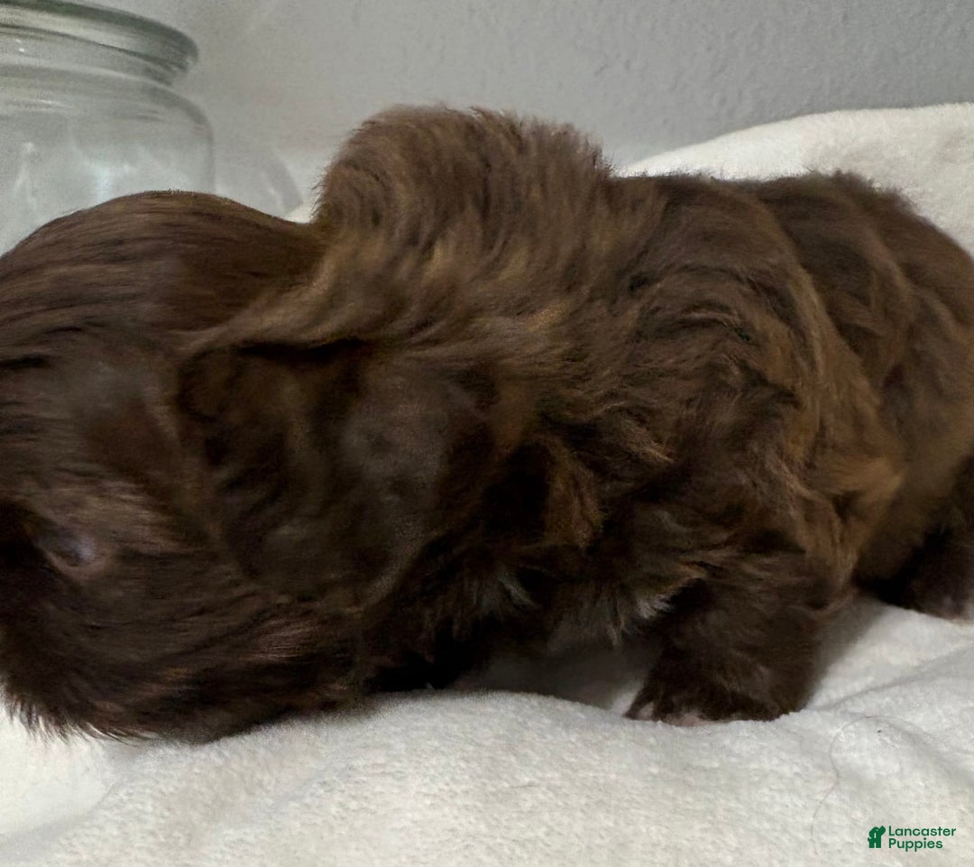 Shih Tzu dogs for sale: Kaylee - Image 27