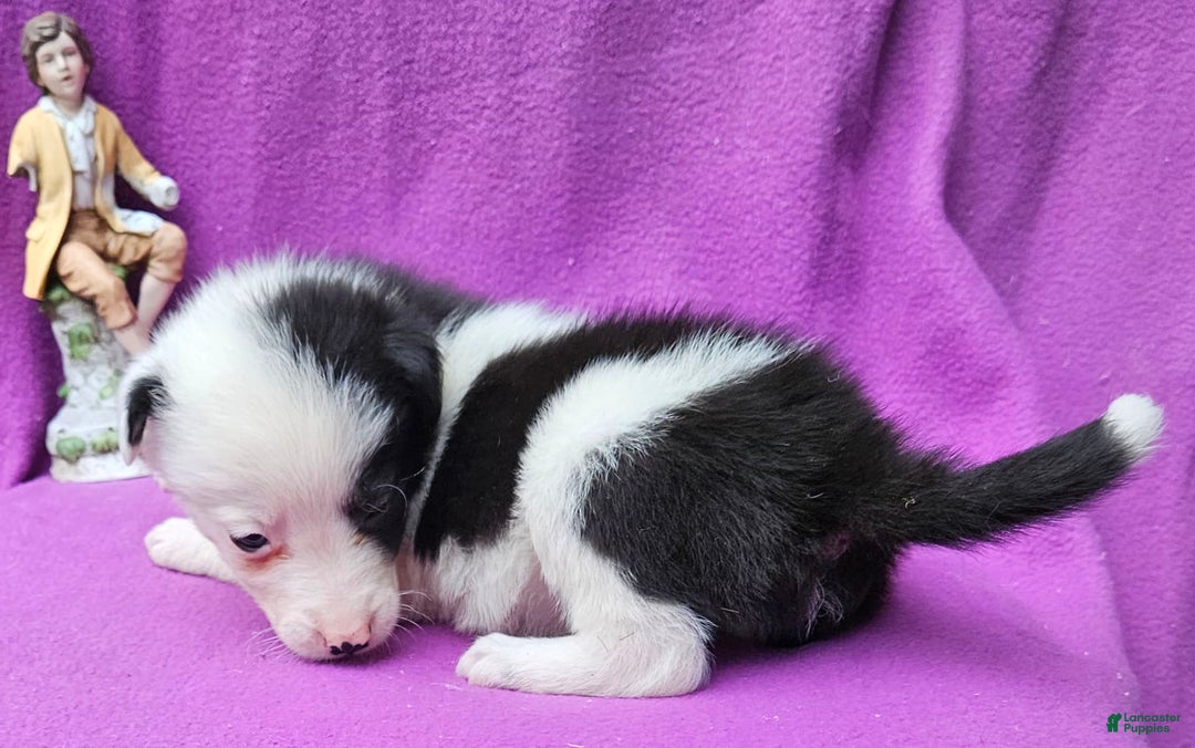Border Collie dogs for sale: I-dog - Image 34