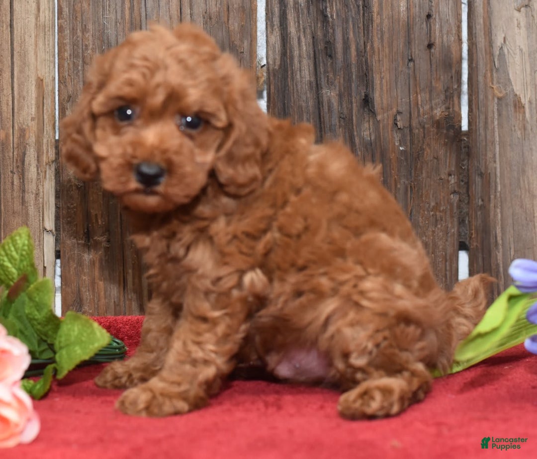 Miniature Poodle dogs for sale: Trotter - Image 8