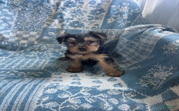 Yorkshire Terrier dogs for sale: Scotty - Image 5