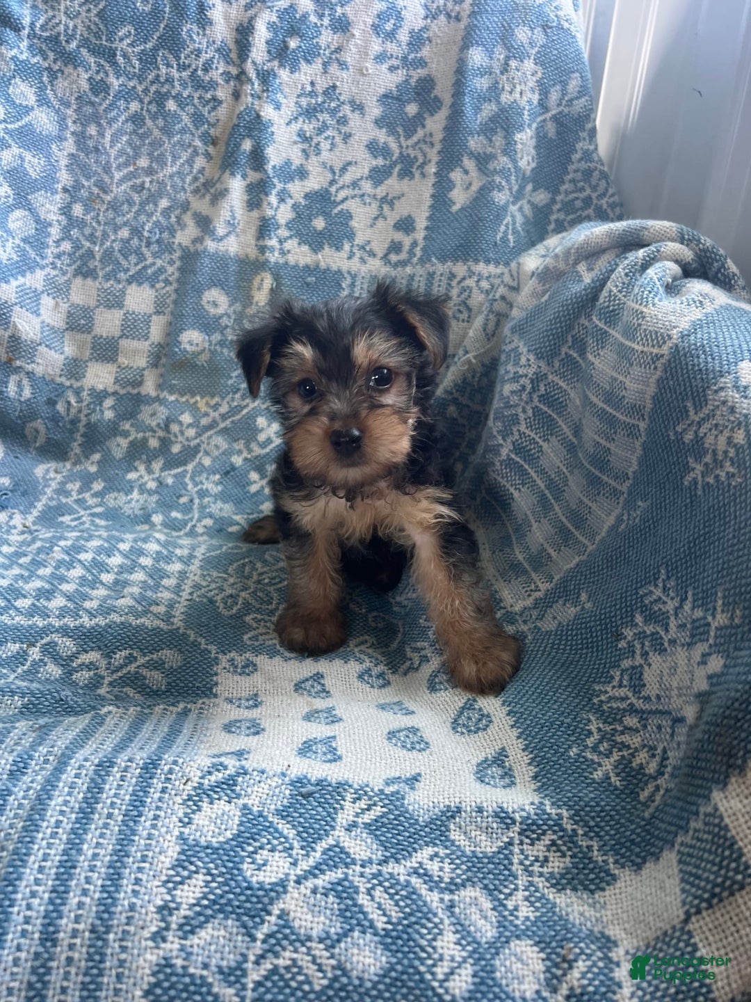 Yorkshire Terrier dogs for sale: Scotty - Image 5