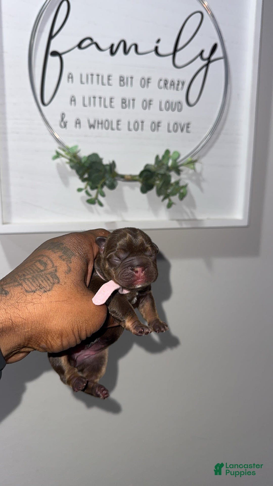 French Bulldog dogs for sale: Amara - Image 8