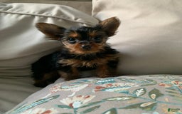 Yorkshire Terrier dogs for sale: Nala - Image 4