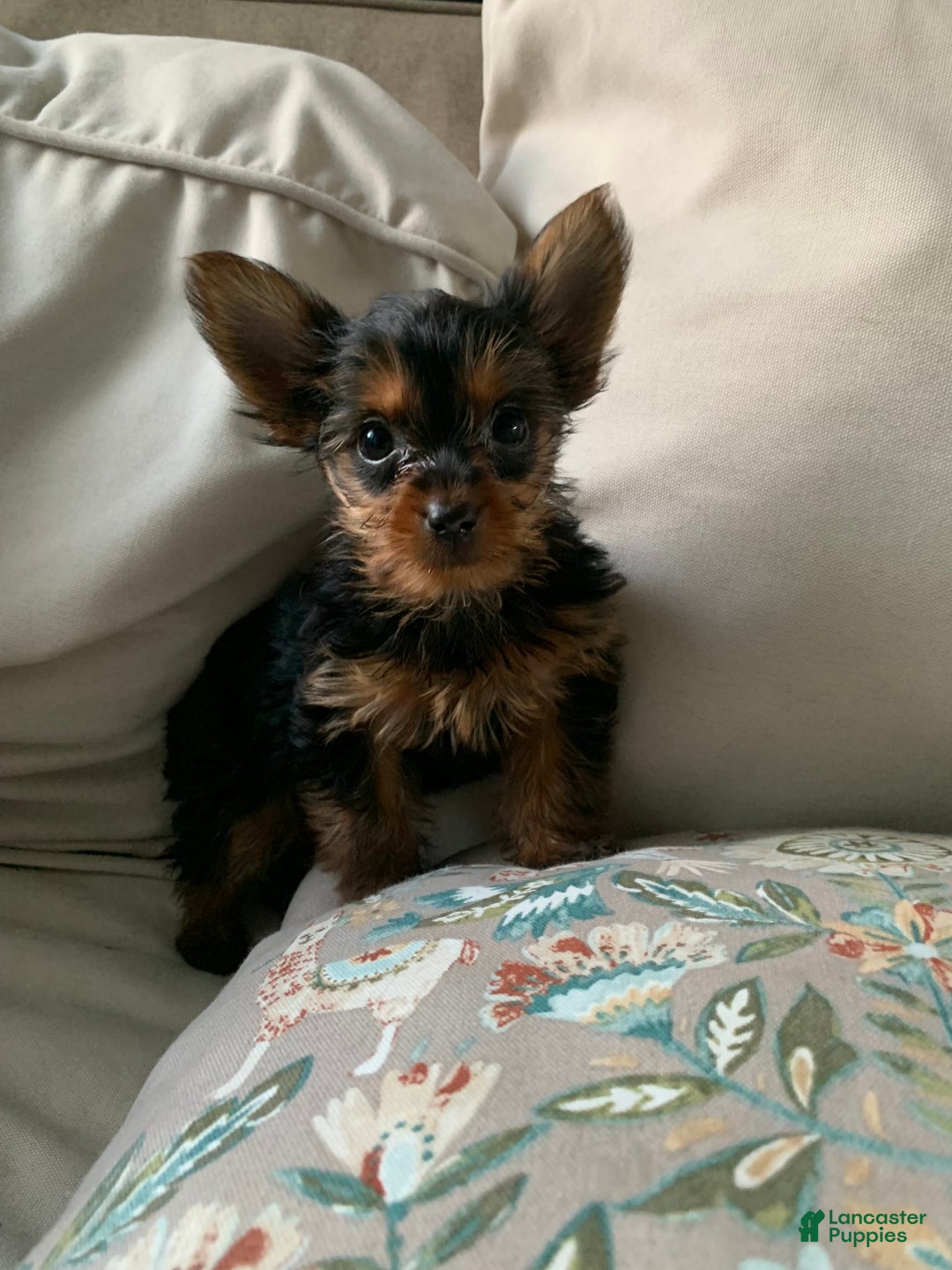 Yorkshire Terrier dogs for sale: Nala - Image 4