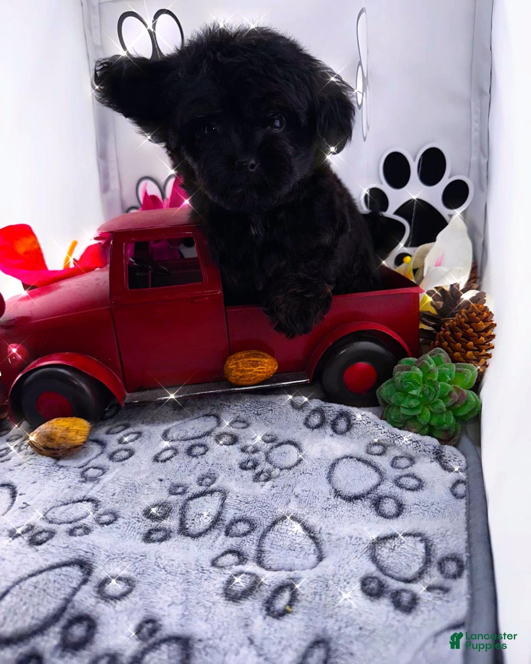 Chipoo dogs for sale: Buddy - Image 2